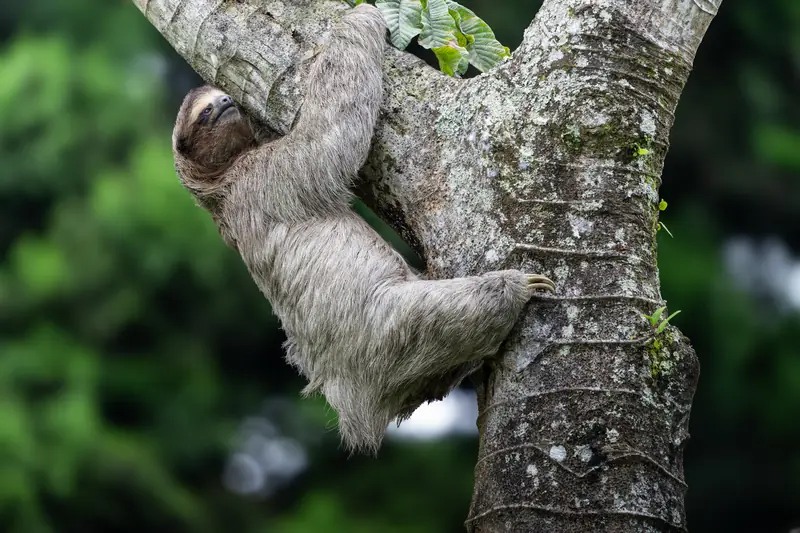 Brown-throated three-toed sloth