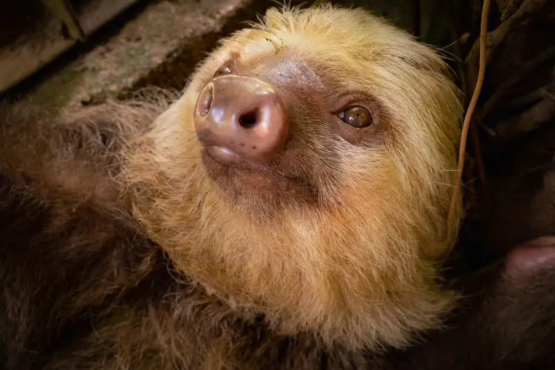 Hoffmann's two-toed sloth