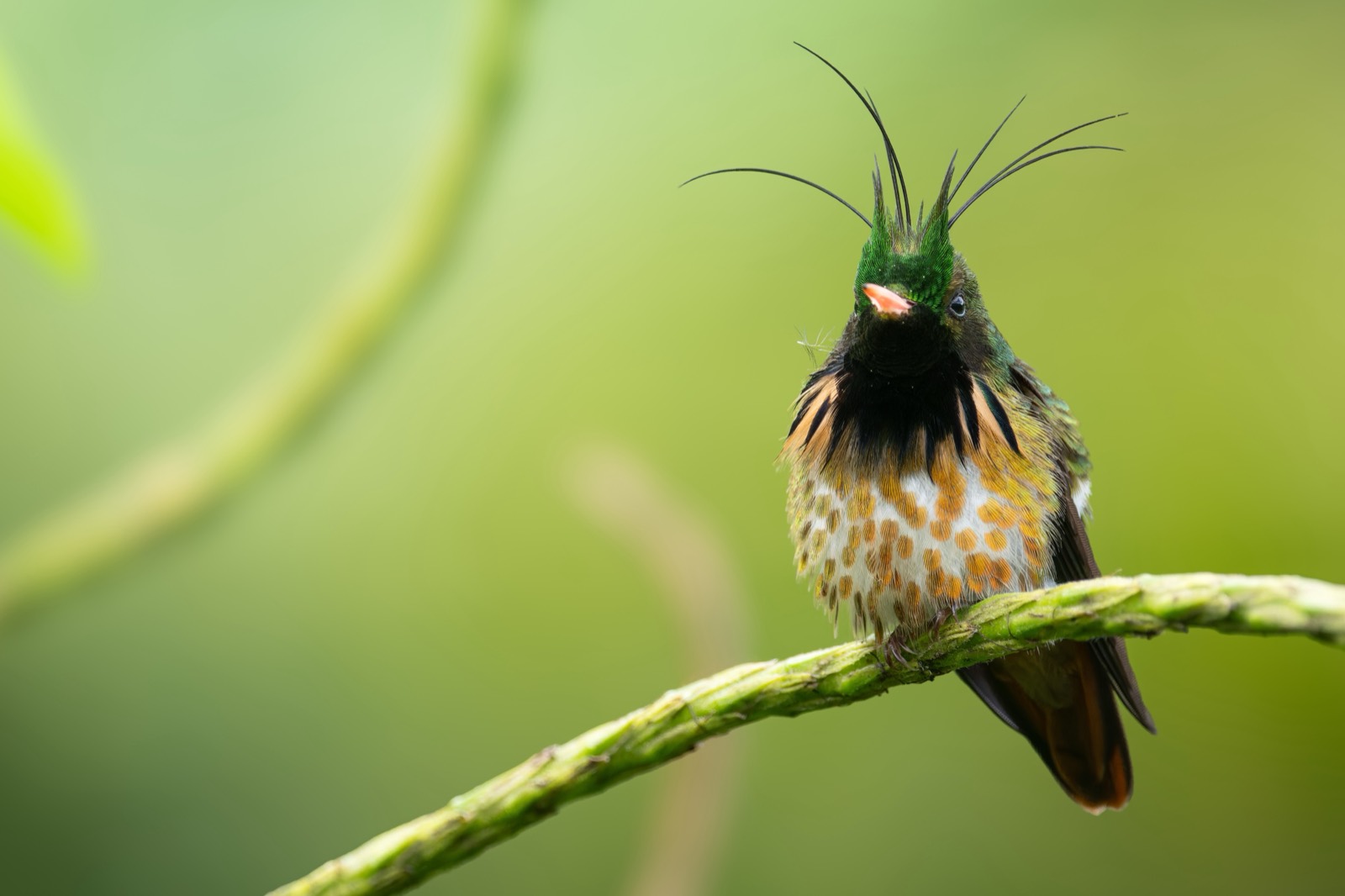 Black-crested Coquette