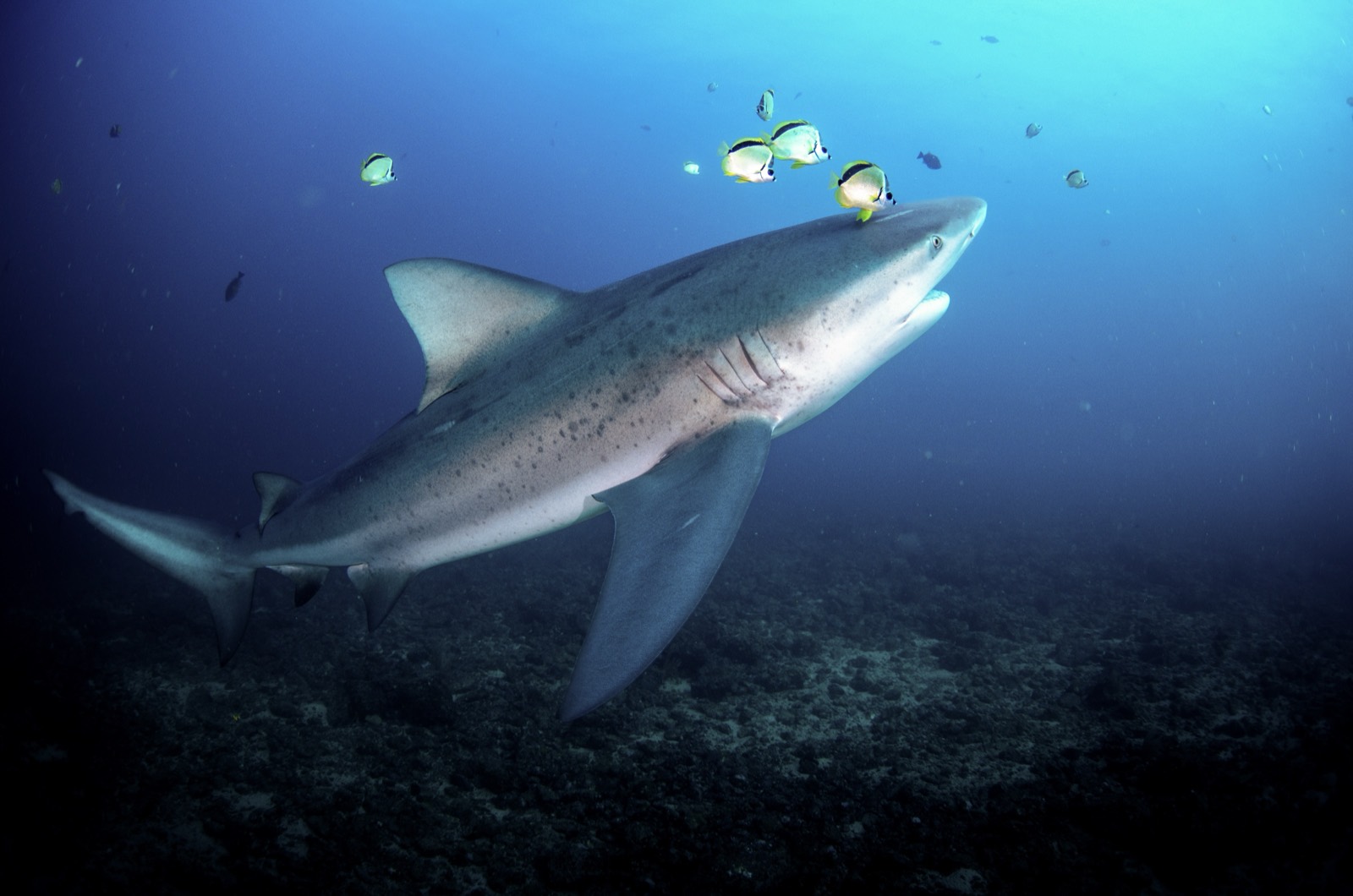 Bull Shark