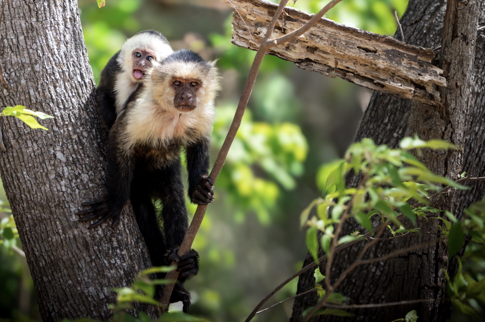 Capuchin Monkey in Costa Rica