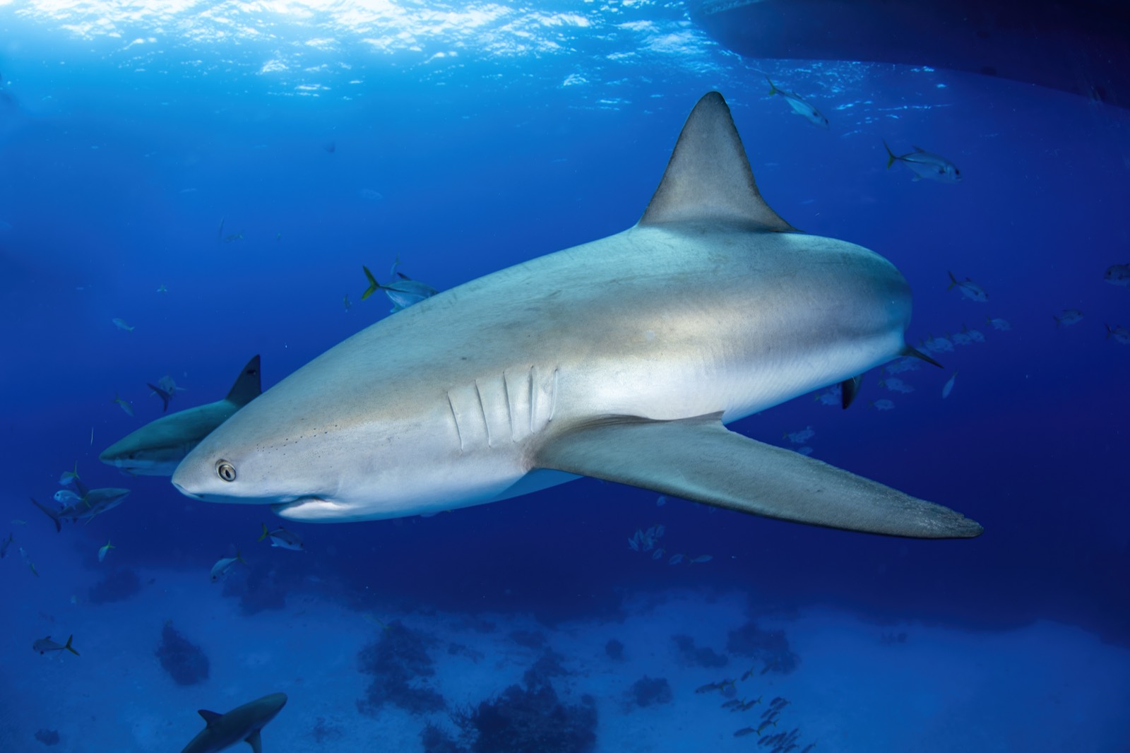 Caribbean Reef Shark