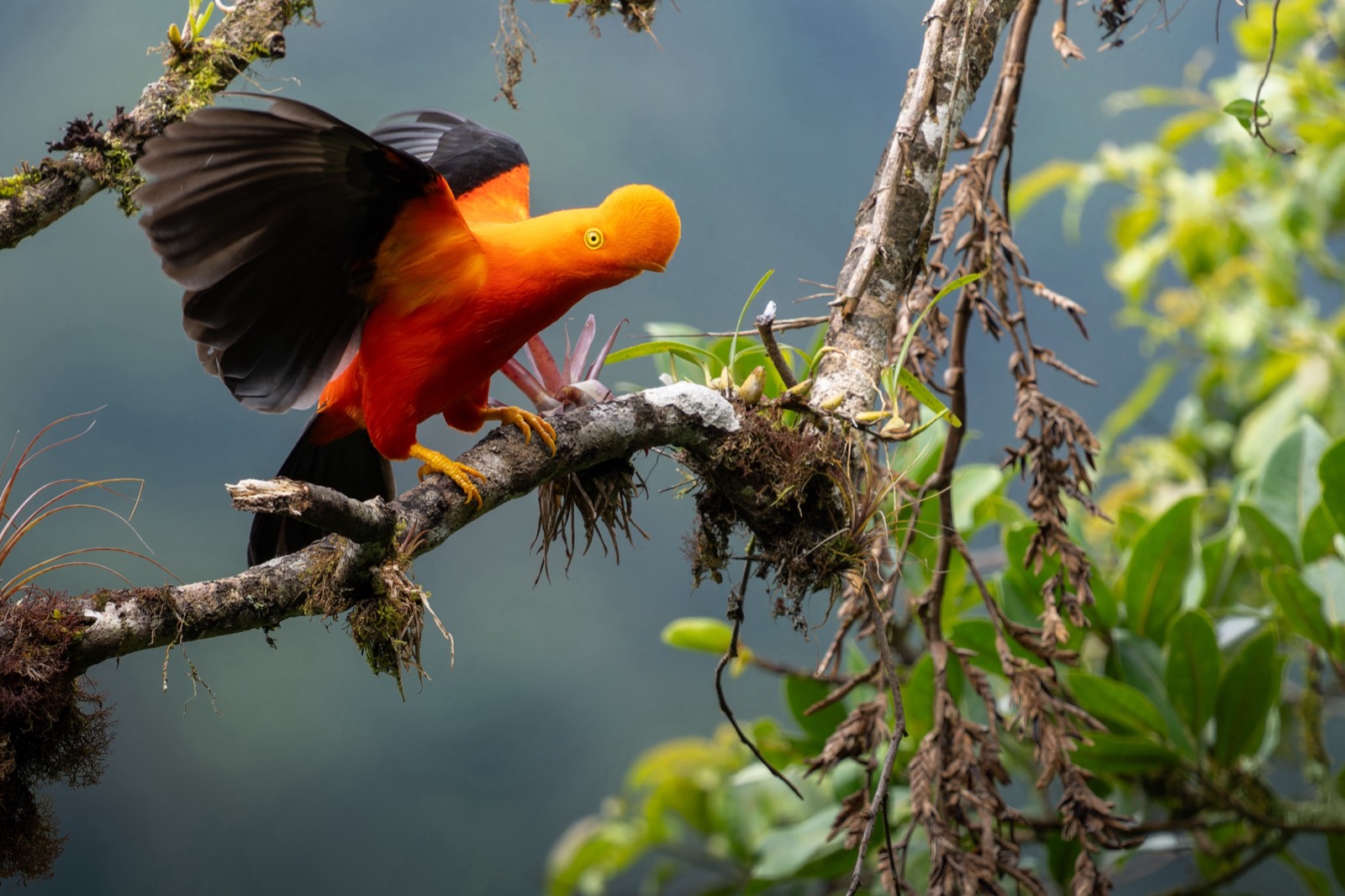 Andean Cock-of-the-rock