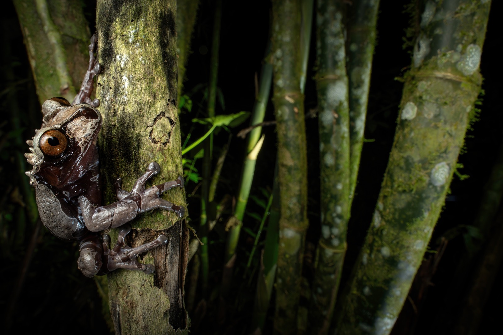 Crowned Treefrog