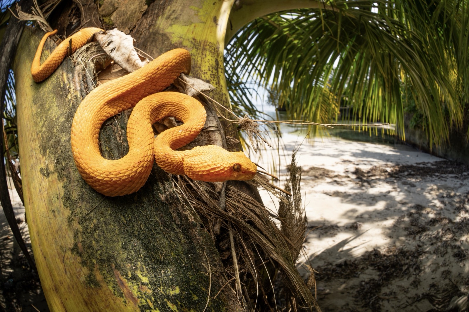 Eyelash Viper