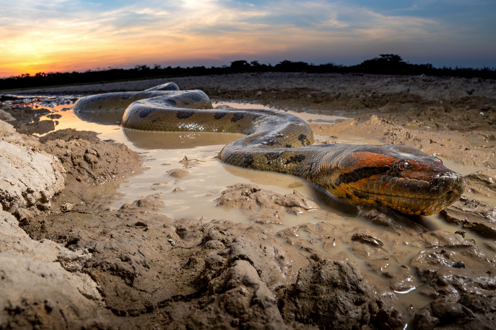 Green Anaconda