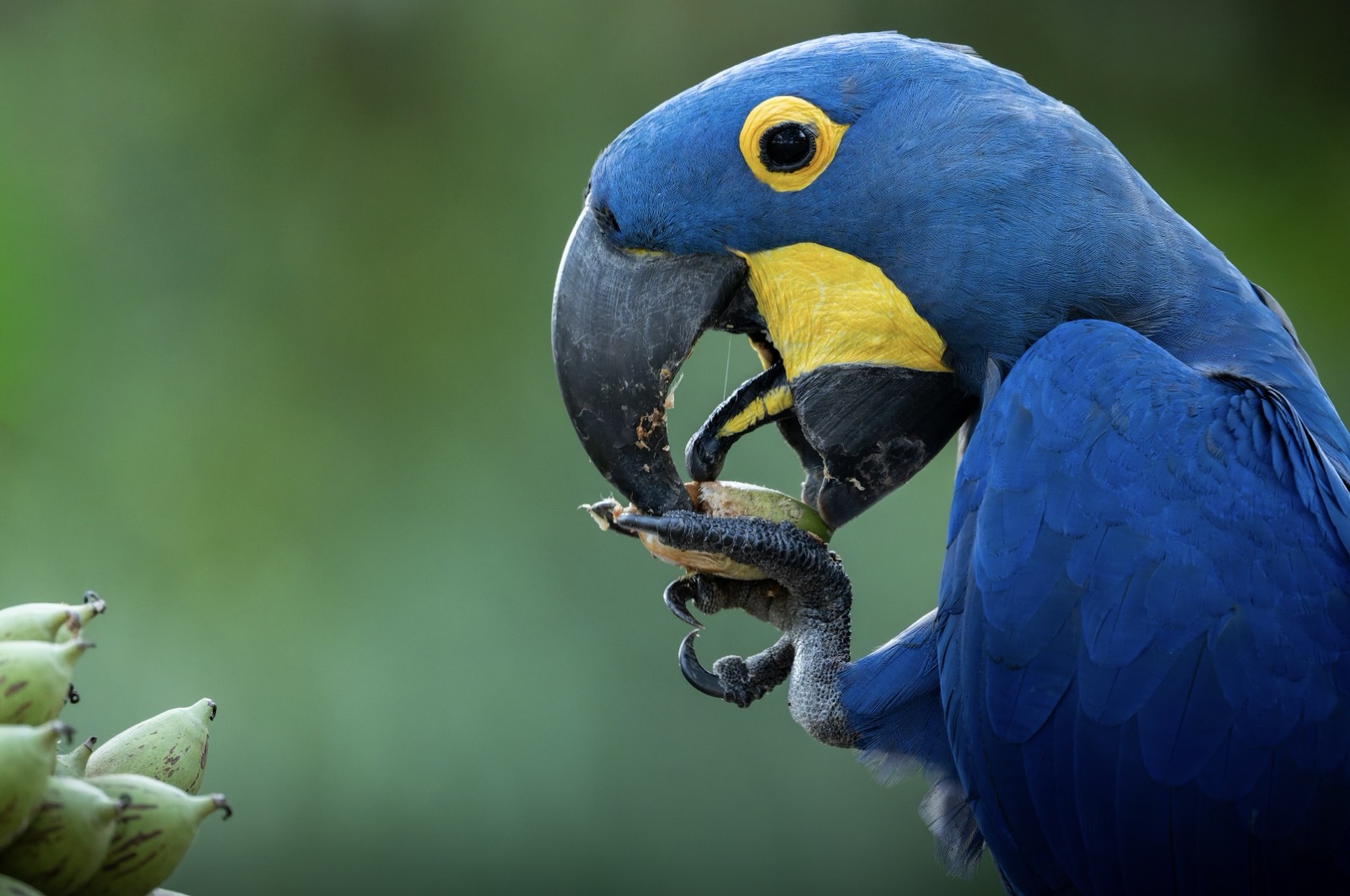 Hyacinth Macaw