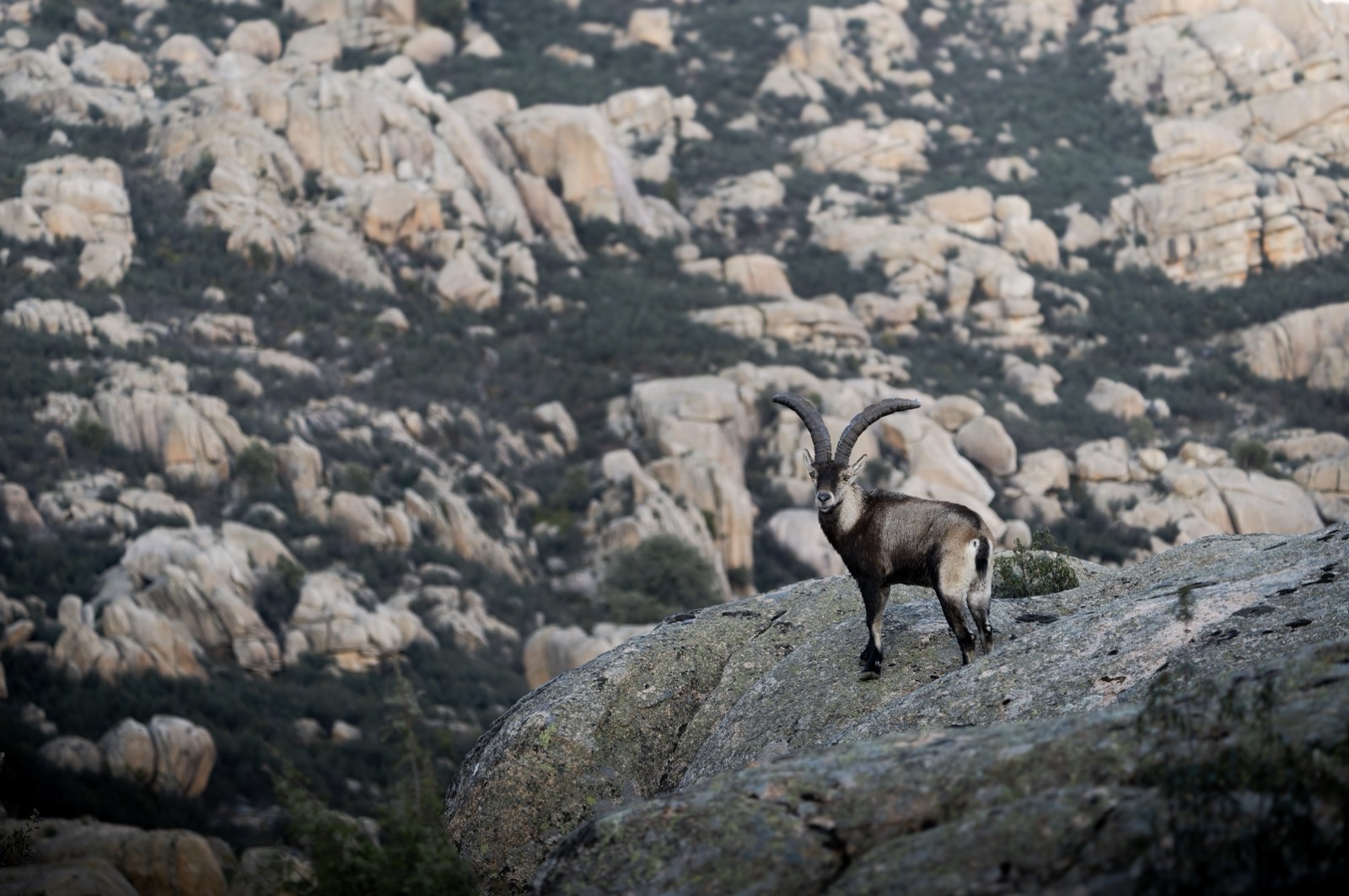 Iberian Ibex