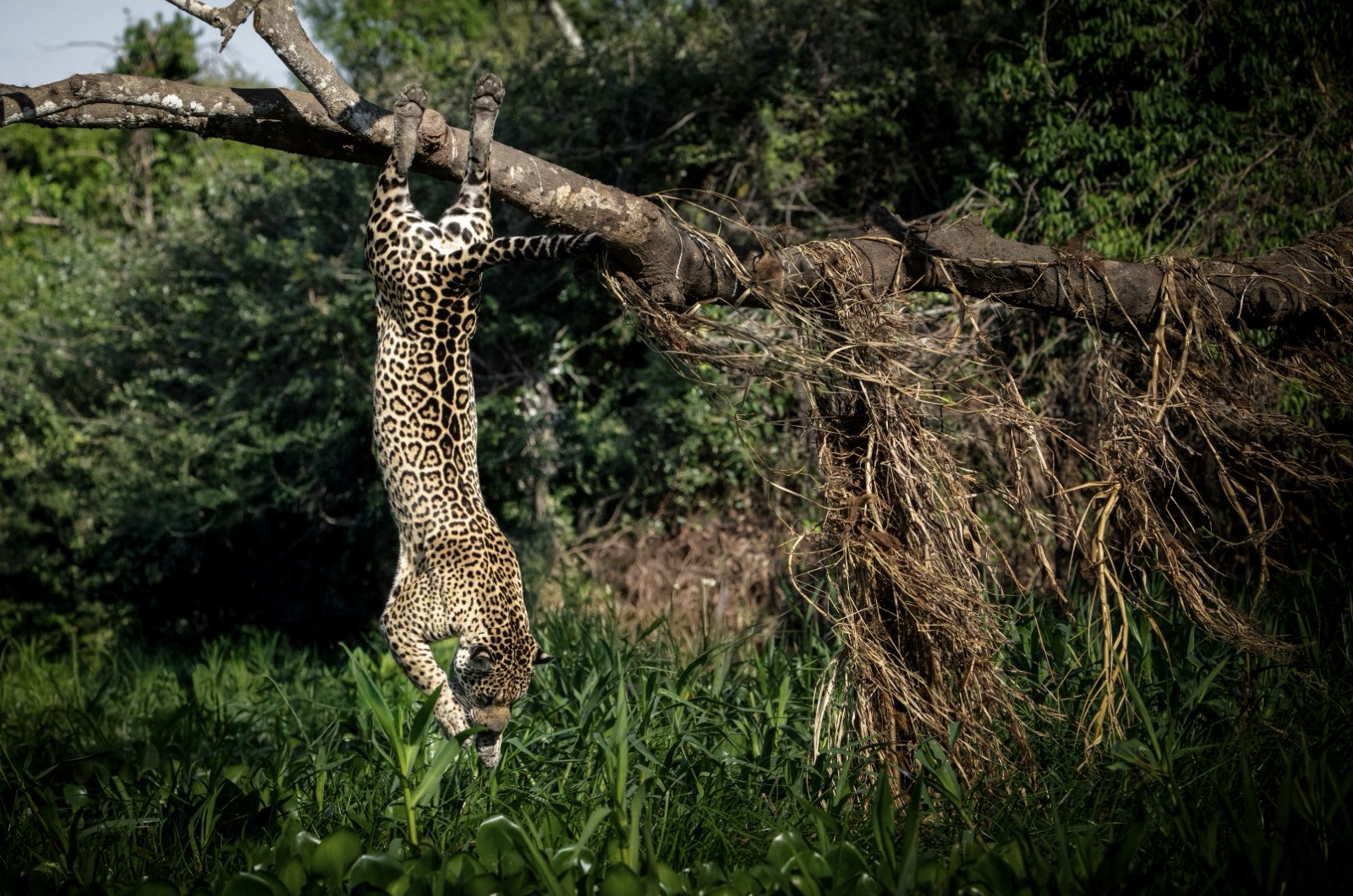 Jaguar