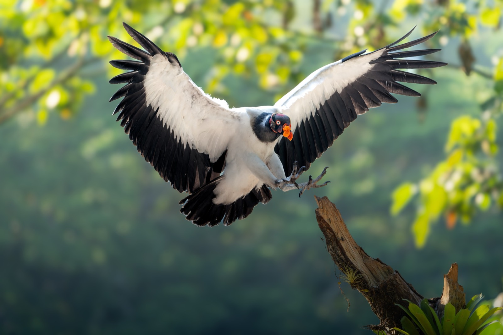 King Vulture