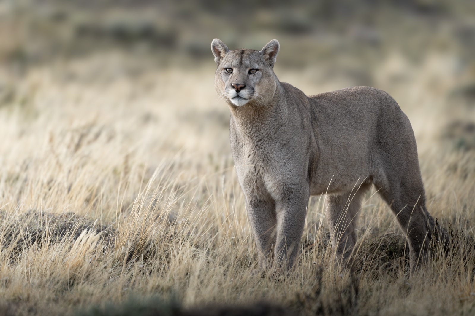 Puma