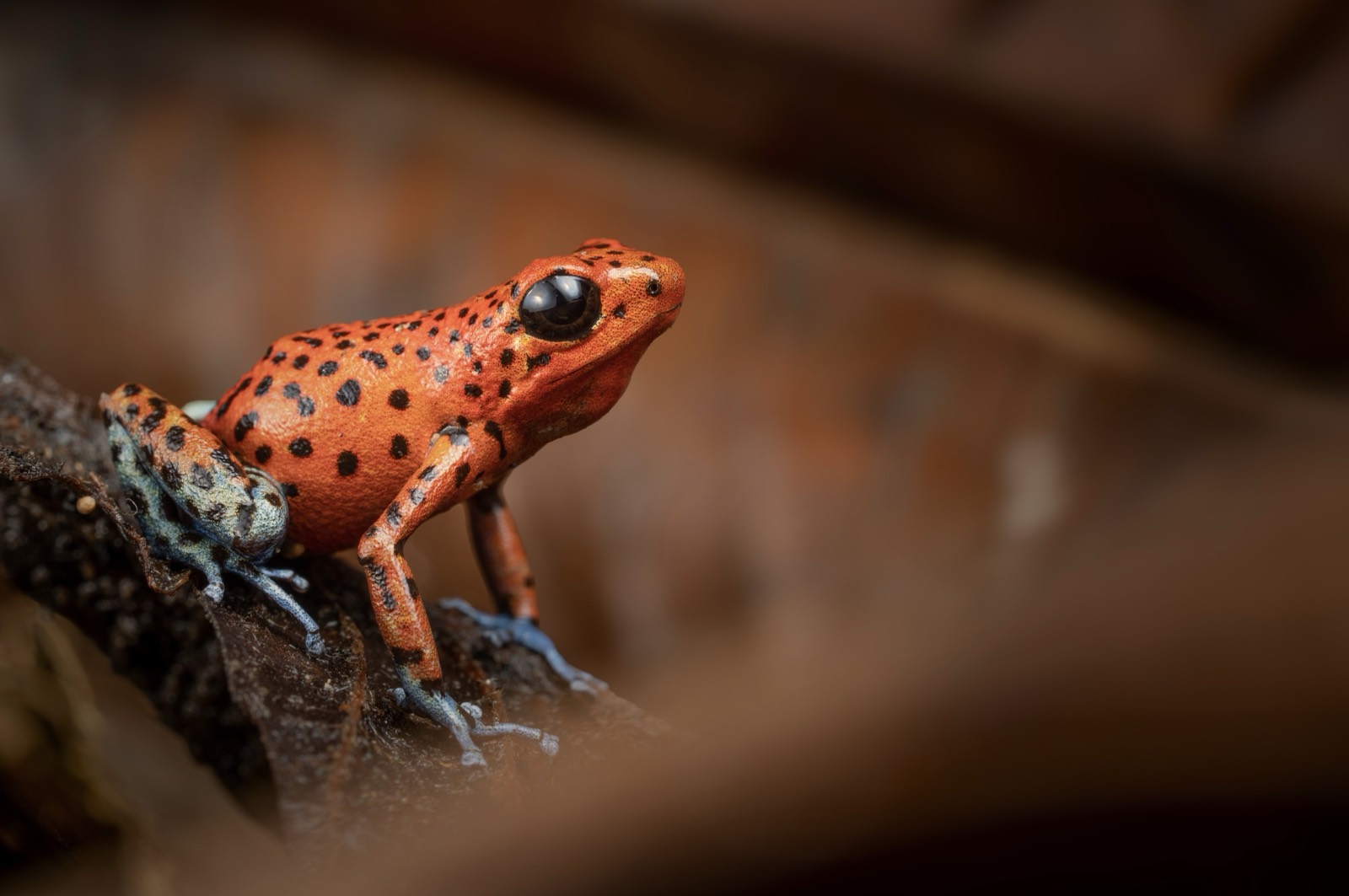 Strawberry Poison Frog