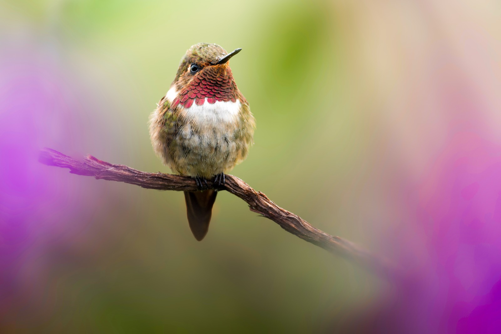 Volcano Hummingbird